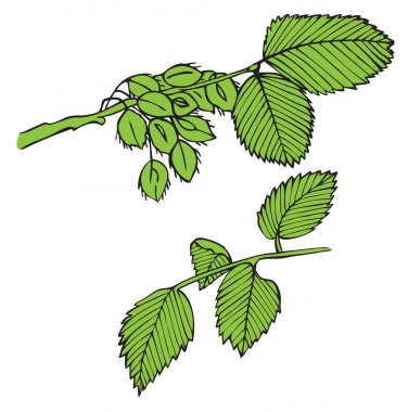 Karaağaç ağaç dalı tomurcukları ile