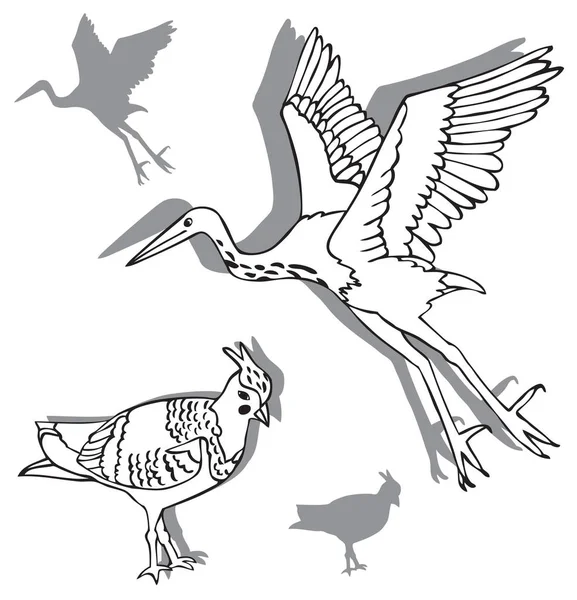 Vögel Reiher und Kiebitz — Stockvektor
