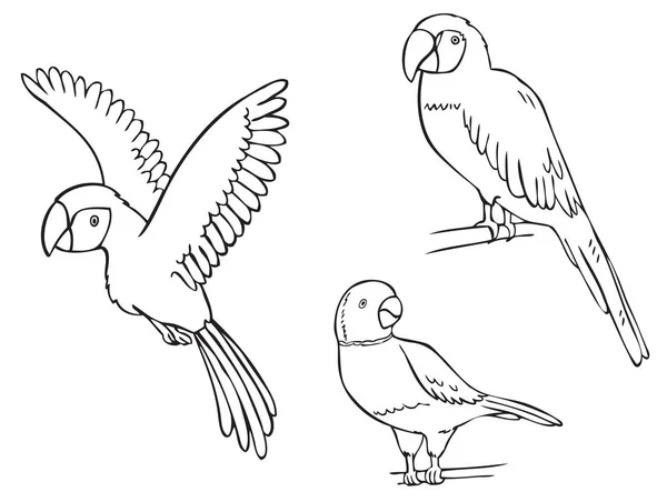 Macaw papegoja och titta på halsband — Stock vektor