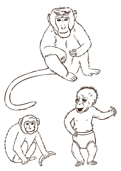 Singes sur fond blanc — Image vectorielle