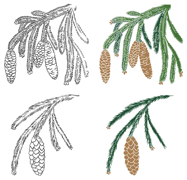 Branche d'épinette et cône de pin — Image vectorielle