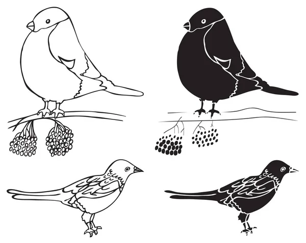 Illustratie Goudvink en ekster vogels — Stockvector