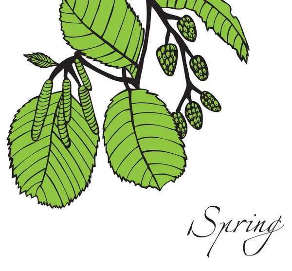 새싹으로 봄 나뭇가지 — 스톡 벡터
