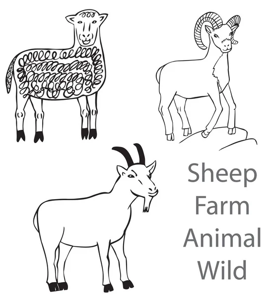 Sheep Farm Animal Wild — Stock Vector