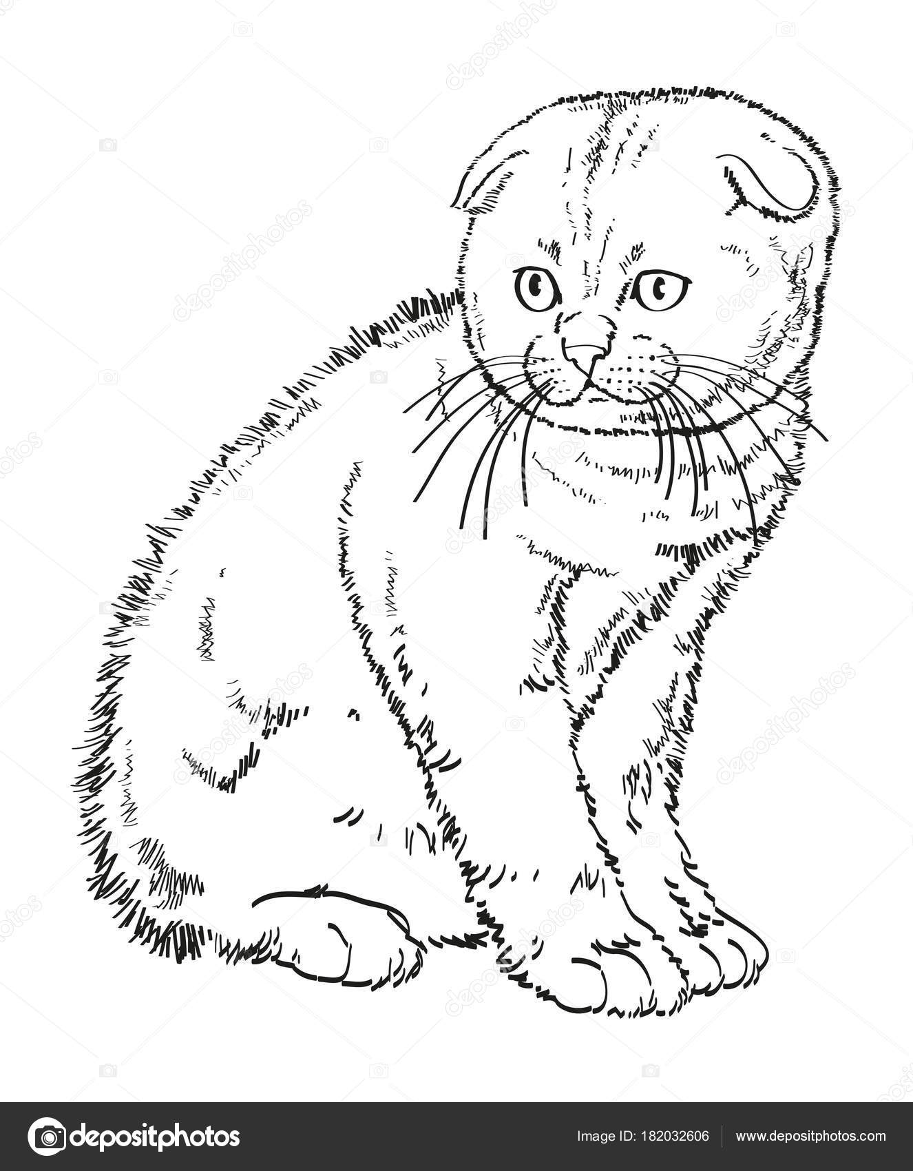 Schotse Hangoor Phayre Kitten Tekening Stockvector Olga1983siv1