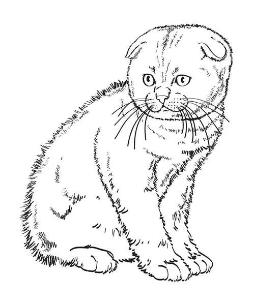 Escocês lop eared gatinho desenho — Vetor de Stock