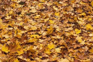 Ilık Islak Sonbahar Meşe Portakal Yaprağı arkaplanı