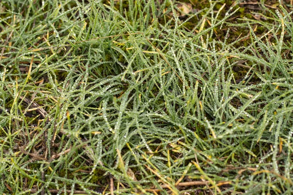 Orvalho de outono do nevoeiro molhado na grama verde exuberante — Fotografia de Stock