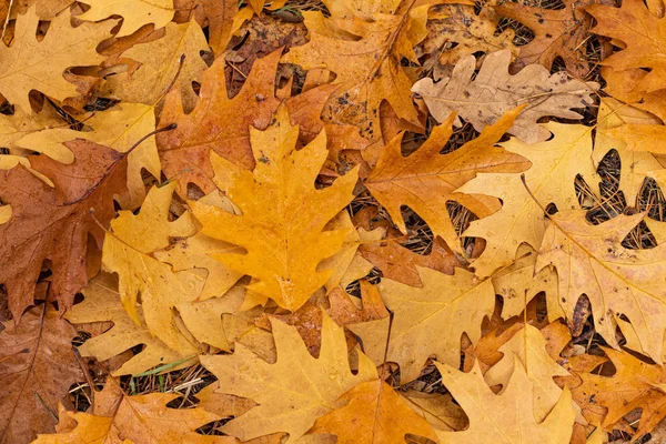 Feucht warmen Herbst Eiche orange Laub Makro Textur — Stockfoto