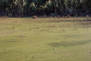 Şehir yeşil su manzaralı ördek otu yüzdü. Su sahnesi