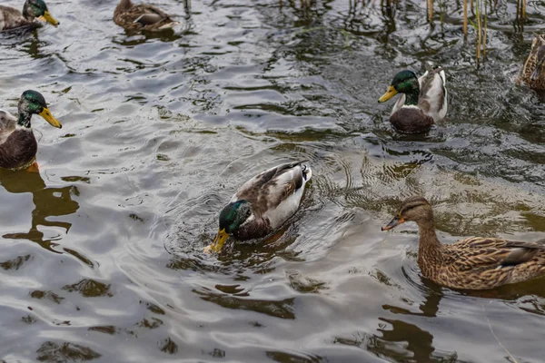 Wildenten auf der Suche nach Nahrung im städtischen Seewasser — Stockfoto