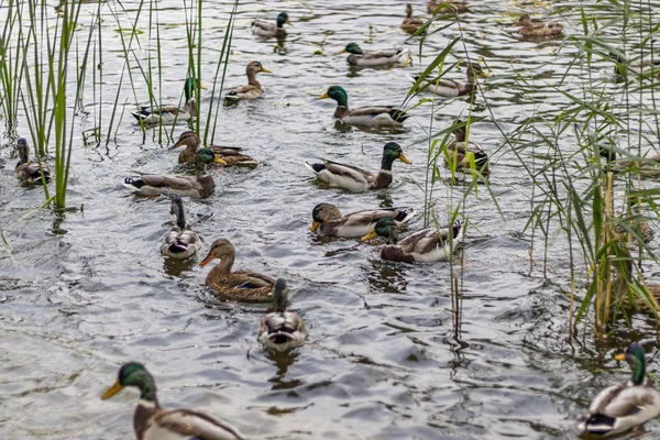 Дикие утки на городском озере в поисках пищи — стоковое фото