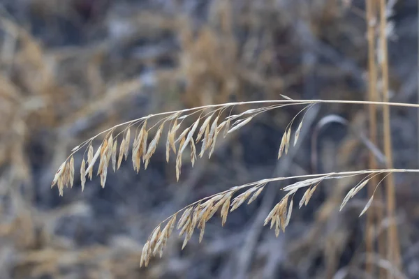 Grama seca com sementes. Outono grama de perto — Fotografia de Stock