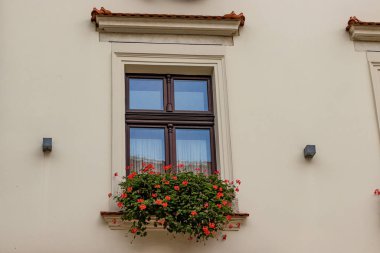 Bej duvarda mercan çiçekleri olan pencere.