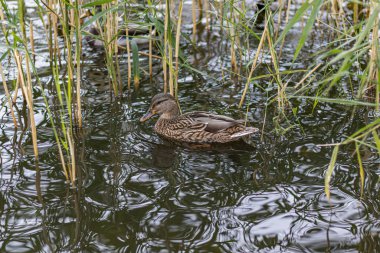 Yaban Ördeği sazlıkta saklanıyor