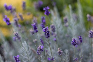 Lavanta çiçeği. Yumuşak odaklanın.