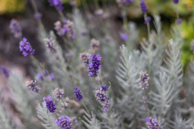 Lavanta çiçeği. Arkaplanı bulanık tut.