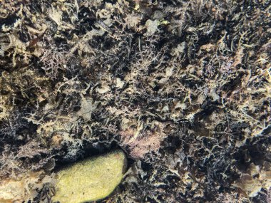 Tropikal Denizin alt yüzeyi