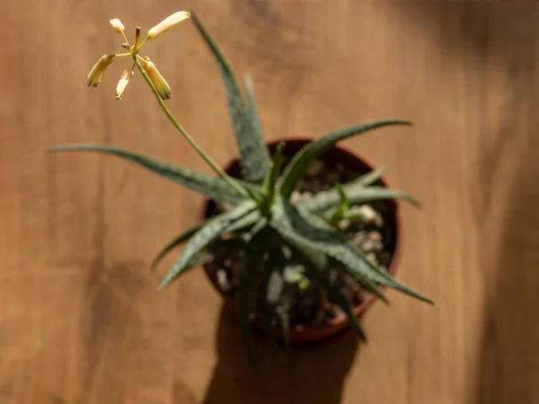 Aloe bitkisi çiçek açtı. Seçici Odaklanma