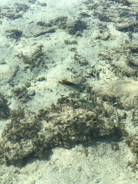 Szop Butterflyfish. Tropikalne dno morskie — Zdjęcie stockowe