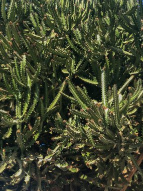 Şamdan kaktüs dikenli arkaplan dokusu