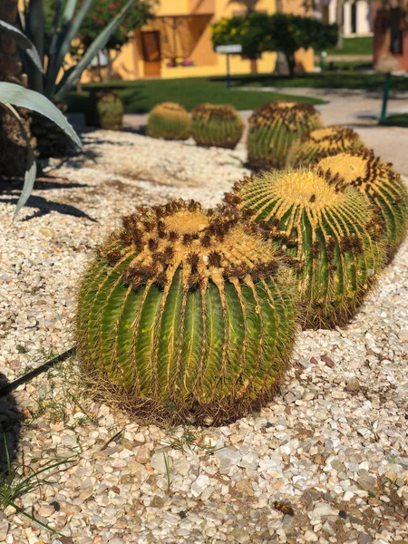 Echinocactus grusonii egzotik kaktüs bitkileri