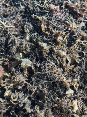 Tropikal Deniz alt yüzey arkaplanı