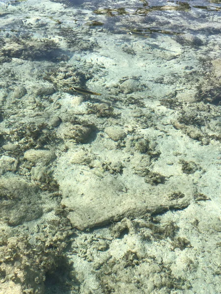 Procione Butterflyfish su fondo di superficie Tropical Sea — Foto Stock