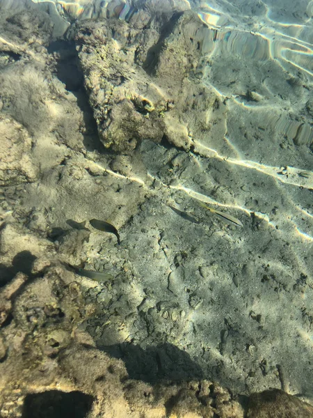 Piccoli pesci grigi sotto acqua limpida — Foto Stock