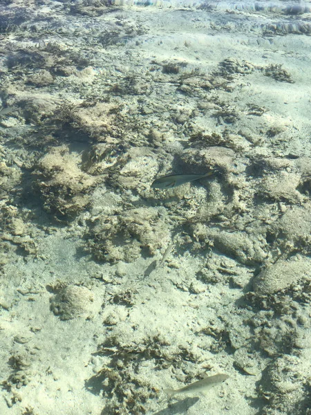 Piccoli pesci grigi sott'acqua. Natura esotica subacquea — Foto Stock