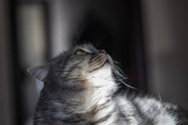 Meraklı tüylü kedi yukarı bakıyor