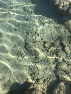 Tropikal Denizin dibinde suyun altında küçük gri balıklar