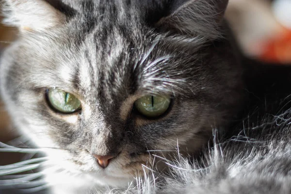 Gato Peludo Bonito Com Olhos Amarelos Bigode Longo Encontra Sob — Fotografia de Stock