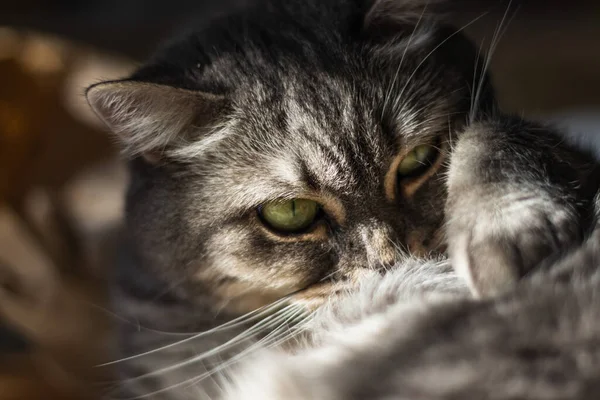 Gato Peludo Bonito Com Olhos Amarelos Longo Bigode Está Nos — Fotografia de Stock