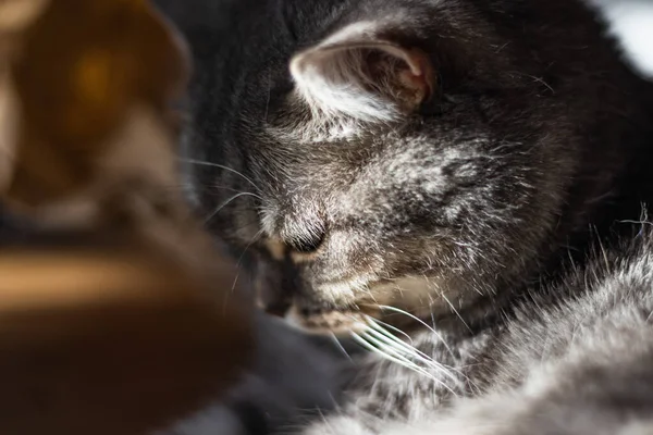 Gato peludo sonolento bonito sob raios solares — Fotografia de Stock