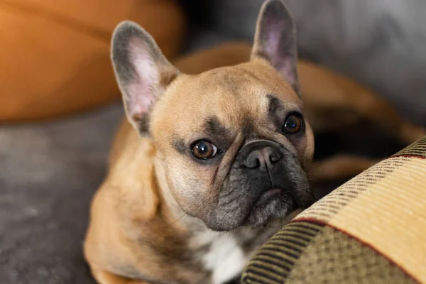 Kanepede ciddi safkan Fawn Fransız Bulldog 'u