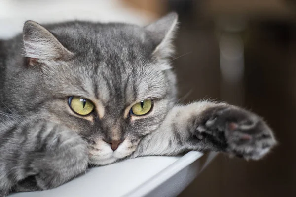 Gato peludo bonito com olhos amarelos e um bigode longo está mentindo e olhando para a frente — Fotografia de Stock