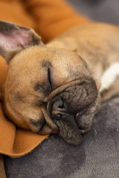 Tatlı safkan Fawn Fransız Bulldog 'u uyumak üzere.