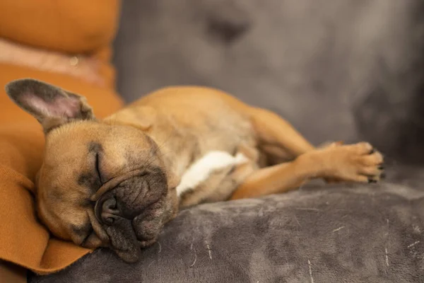 Tatlı safkan Fawn Fransız Bulldog 'u uyumak üzere.