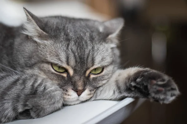 Sarı gözlü ve uzun bıyıklı güzel tüylü kedi güneş ışınlarının üzerinde yatıyor.