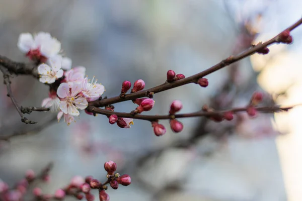 Zarte rosa Blüten am blühenden Aprikosenbaum im Frühling lizenzfreie Stockfotos