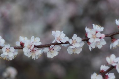 Bahar zamanı kayısı ağacında açan yumuşak beyaz çiçekler.