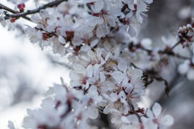 Kayısı ağacı Beyaz Bahar çiçekleri Yumuşak odaklı bir dal