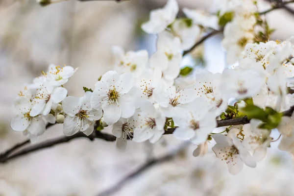 Kayısı Ağacı Baharı Genç Yeşil Yapraklı Beyaz Çiçekler Yumuşak Odak — Stok fotoğraf