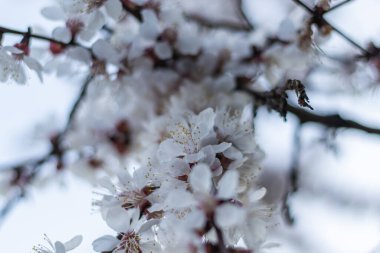 Kayısı ağacı Beyaz Bahar narin çiçekleri Yumuşak odaklı bir dal