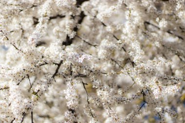Çiçekli kuş kiraz dalı, Prunus padus, beyaz bahar çiçekleri. Boşluğu kopyala