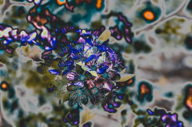 Bahar Kayısı Ağacı Çiçekleri 'nin x-ray ışık efekti. Çiçek açan ağaçlar