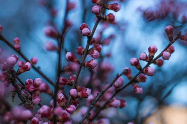 Çiçek açan kayısı ağacının üzerindeki Peri Pembe Buds yumuşak odağı — Stok fotoğraf