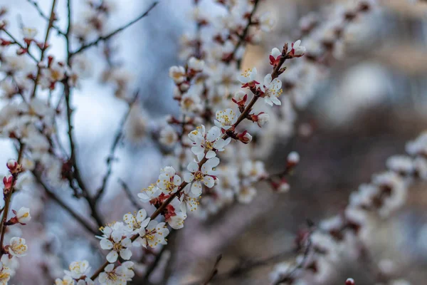 Kayısı ağacı yumuşak odaklı rüya gibi çiçekler — Stok fotoğraf