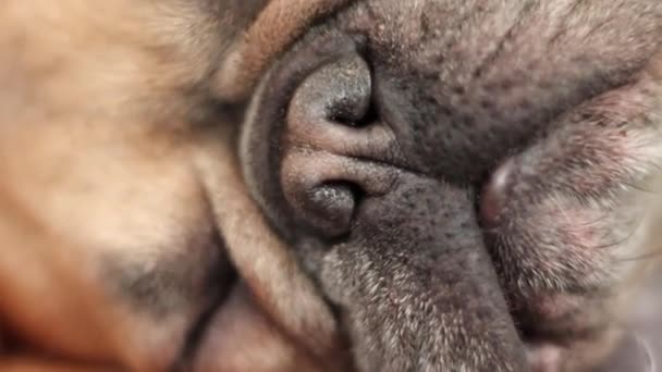 Mignon Bouledogue Français Dormant Avec Nez Mouillé Devant Caméra Mignon — Video